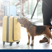 Diensthund eines Diensthundeführers im Sicherheitsdienst am Flughafen bei der Gepäckkontrolle