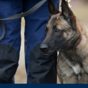 Diensthundeführer mit Hund beim Objektschutz